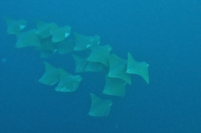 Los Cabos Beginner Scuba Dive Experience - Equipment, snacks, and what is actually included