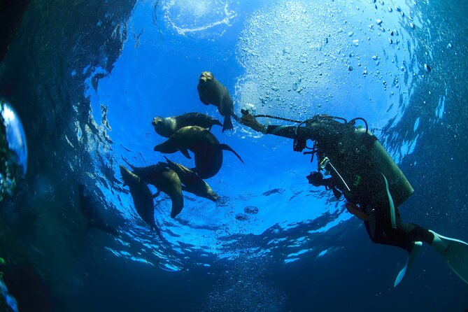 Los Cabos Beginner Scuba Dive Experience - Price and value, plus the cash-only fees to plan for