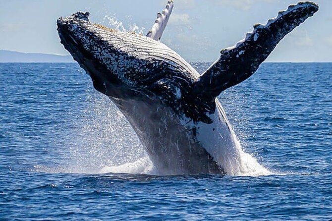 Los Cabos Private Yacht Whale Watching & Drinks - Up to 18 Guests - The 3-hour flow: Arch time, whale searching, then water toys