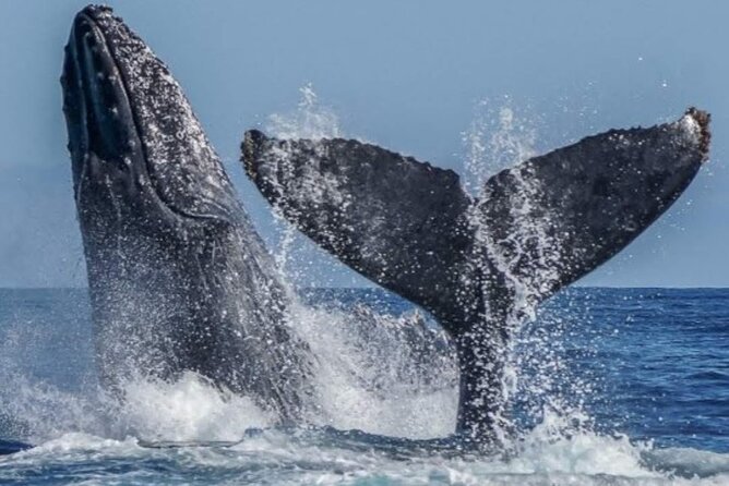 Los Cabos Private Yacht Whale Watching & Drinks - Up to 18 Guests - How whale viewing works when the captain keeps it respectful
