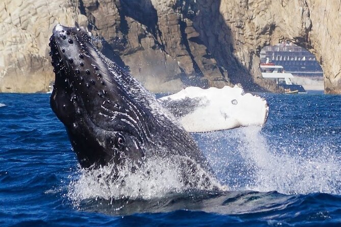 Los Cabos Private Yacht Whale Watching & Drinks - Up to 18 Guests - Snorkeling gear and floating time, what to expect from a 3-hour trip