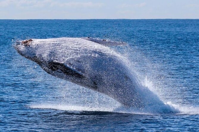 Los Cabos Private Yacht Whale Watching & Drinks - Up to 18 Guests - Paddle board and float mat: the easiest way to enjoy Cabo’s water