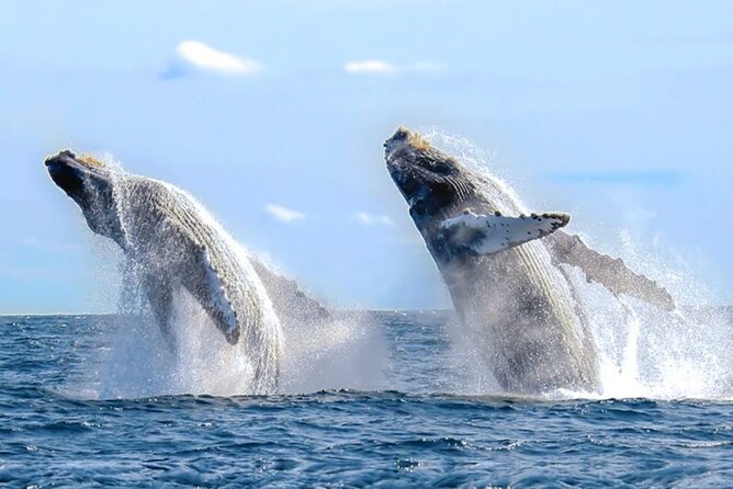 Los Cabos Private Yacht Whale Watching & Drinks - Up to 18 Guests - Drinks, comfort, and the reality of what is included
