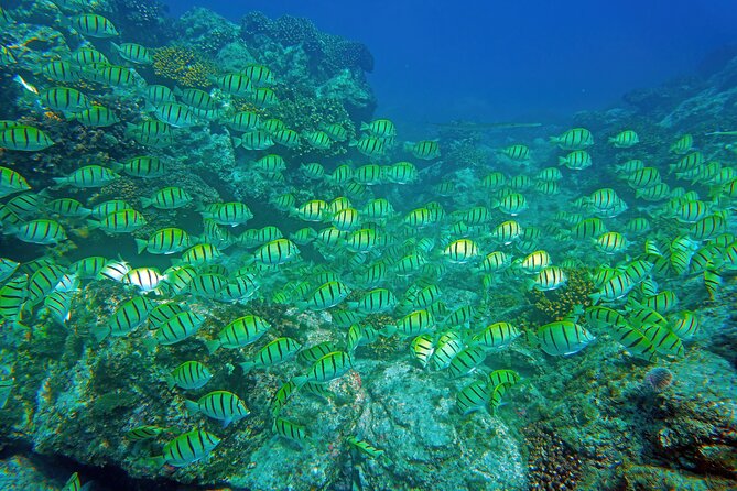 Los Cabos Snorkeling Tour by Speed Boat with Photos Included - The Sea of Cortez Run: Arch, Land’s End, Lovers Beach, and Sea Lion Colony