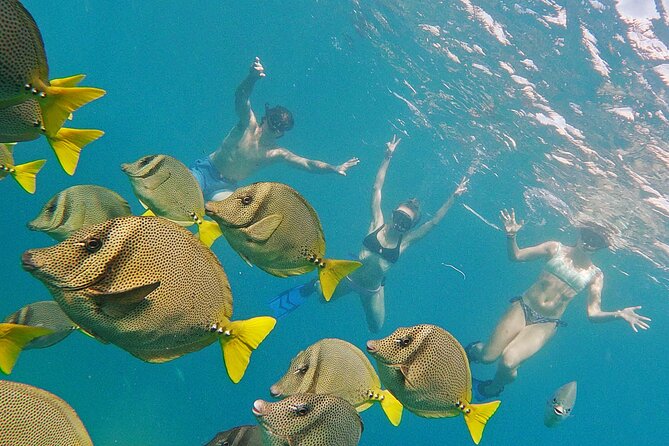 Los Cabos Snorkeling Tour by Speed Boat with Photos Included - What’s Not Included: Towels, Sunscreen, and Tips