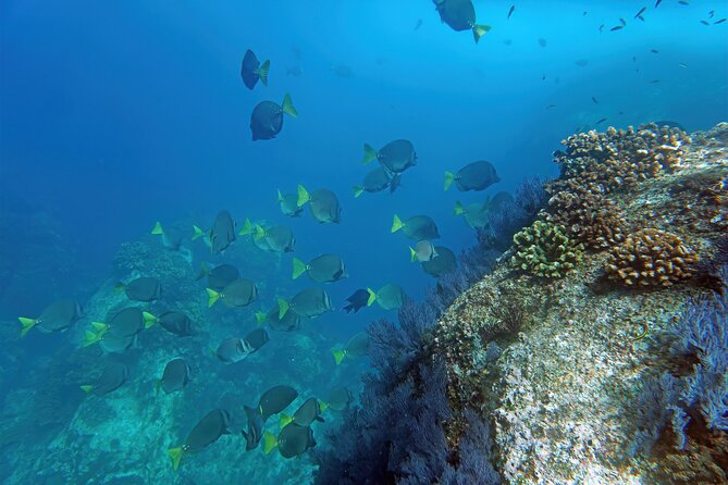 Los Cabos Snorkeling Tour by Speed Boat with Photos Included - Meeting Baja Vikings at the Marina, and How to Find the Right Dock