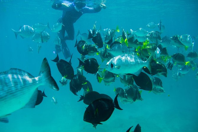 Los Cabos Snorkeling Tour to Chileno Bay and Santa Maria Cove - What’s Included in the Package, and What You Should Bring