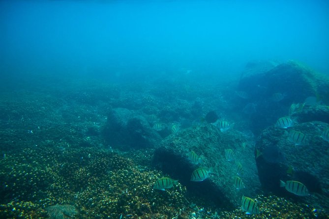 Los Cabos Snorkeling Tour to Chileno Bay and Santa Maria Cove - Best Departures: Morning at 9 a.m. vs Afternoon at 2 p.m.