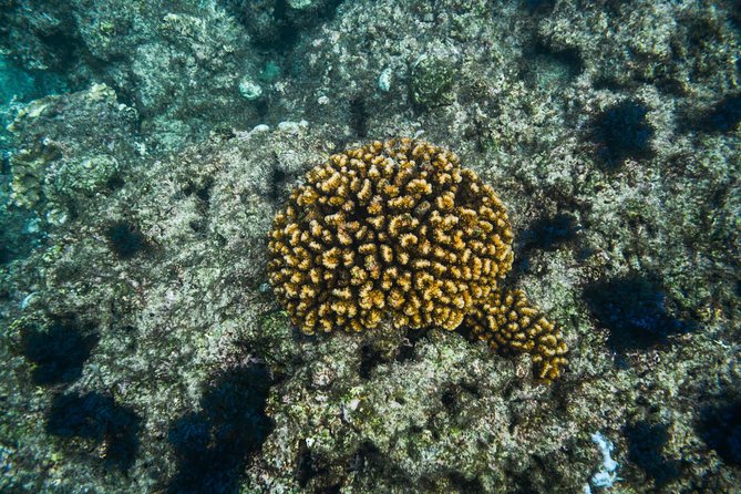 Los Cabos Snorkeling Tour to Chileno Bay and Santa Maria Cove - Who This Tour Is For, and Who Might Want a Different Style