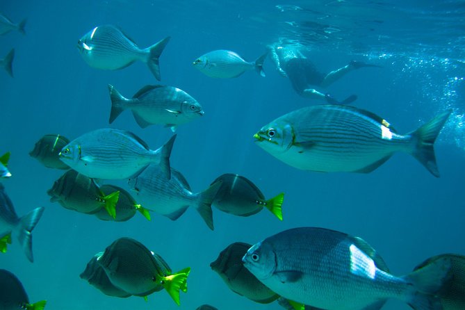 Los Cabos Snorkeling Tour to Chileno Bay and Santa Maria Cove - Chileno Bay Stop: Gentle Waves, Reef Life, and Wildlife Potential