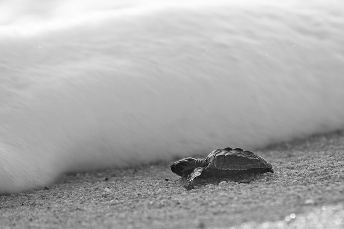 Los Cabos turtle release conservation program - What you’re really paying for at Rancho Carisuva and Playa Migriño