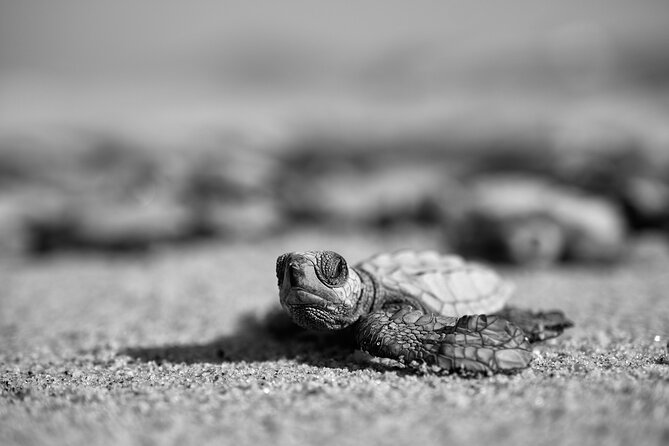 Los Cabos turtle release conservation program - Value check: $85, group size, and what’s actually included