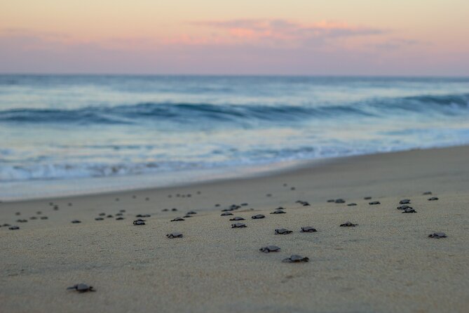Los Cabos turtle release conservation program - Price meets reality: the one risk you can’t wish away