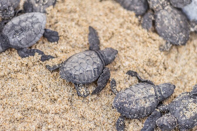 Los Cabos turtle release conservation program - What to bring so the sunset wait feels easier