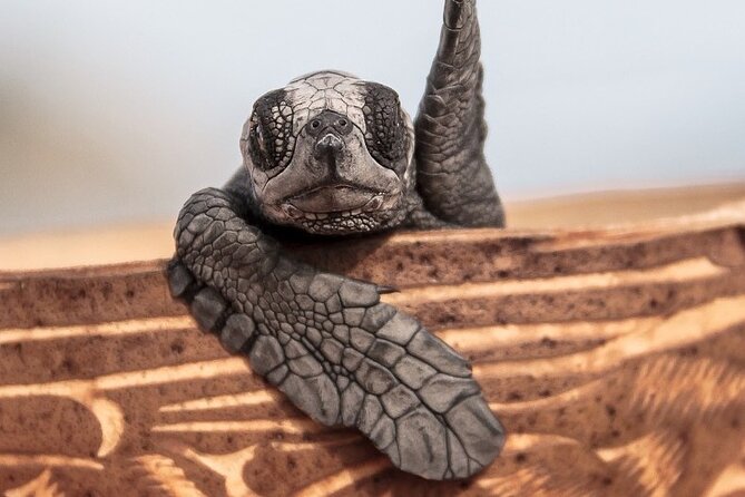 Los Cabos turtle release conservation program - Stop 2: Playa Migriño at the hatch window, Olive Ridley and Black turtles