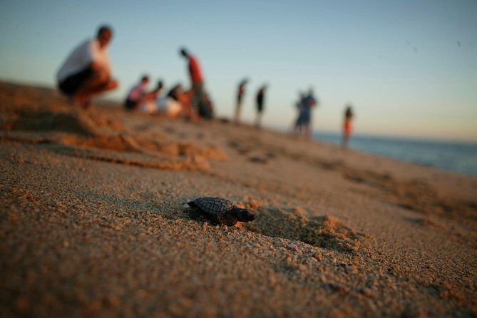 Los Cabos Turtle Release Eco-Experience - San Jose del Cabo at 4:00 pm, and Why the Timing Matters