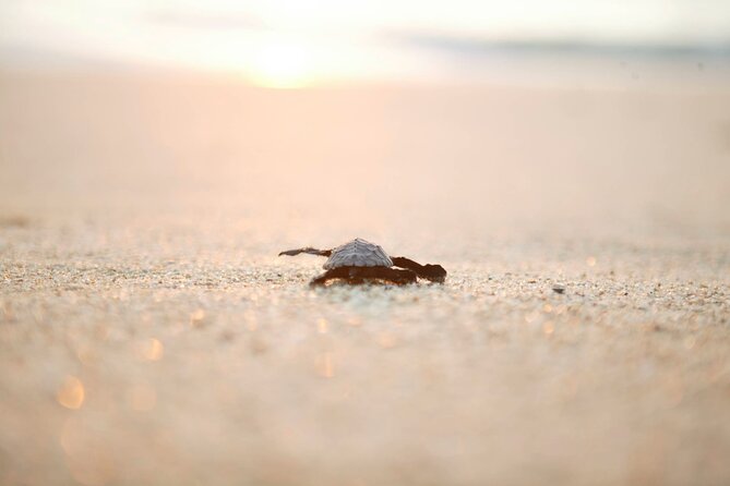 Los Cabos Turtle Release Eco-Experience - The Start: Meeting Point and How Pickup Typically Works
