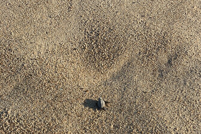 Los Cabos Turtle Release Eco-Experience - Stop on the Beach: The Part That Feels Like a Lesson and a Ritual