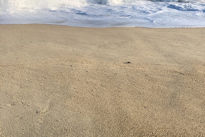 Los Cabos Turtle Release Eco-Experience - Hands-On Hatchling Time: Rules, Gloves, and Quick Reactions