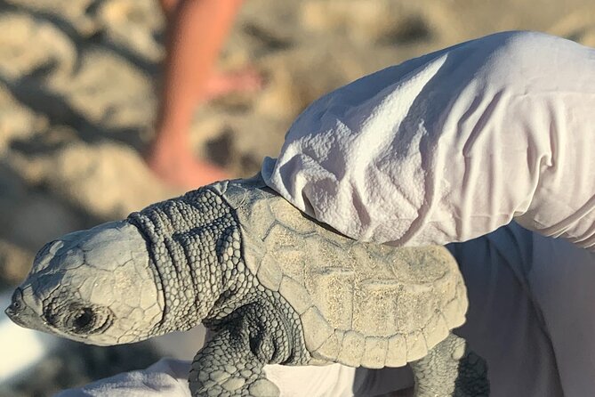 Los Cabos Turtle Release Eco-Experience - The Release Moment: Turbulent Water, Crowds, and a Learning Curve