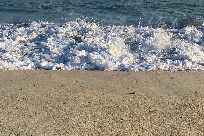 Los Cabos Turtle Release Eco-Experience - Group Size, Guides, and What You Get From a Friendly Briefing