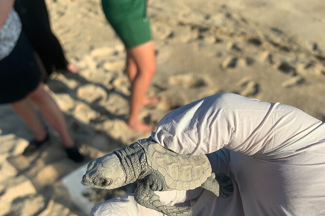 Los Cabos Turtle Release Eco-Experience - What to Pack and How to Prepare for a Sand and Waves Session