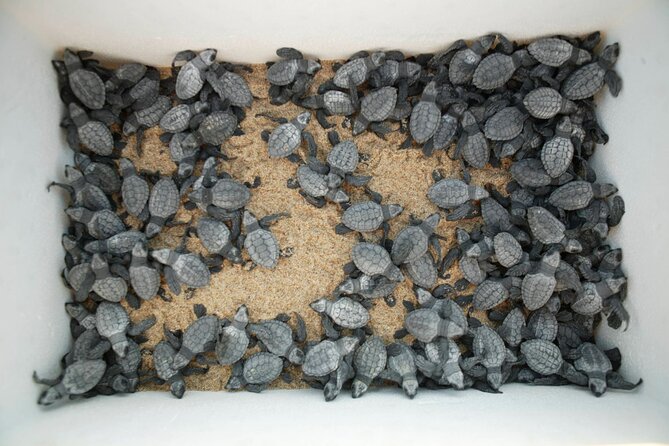 Los Cabos Turtle Release Eco-Experience - Price and Value: What $95 Buys You in the Real World