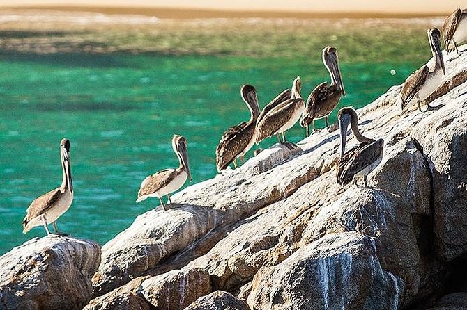 Los Cabos Whale Watching Cruise Including Breakfast - Marine Biologist Commentary and Wildlife Etiquette That Matter