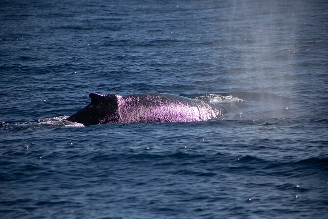 Los Cabos Whale Watching Cruise Including Breakfast - Getting the Best Views and Photos From a Crowded Boat