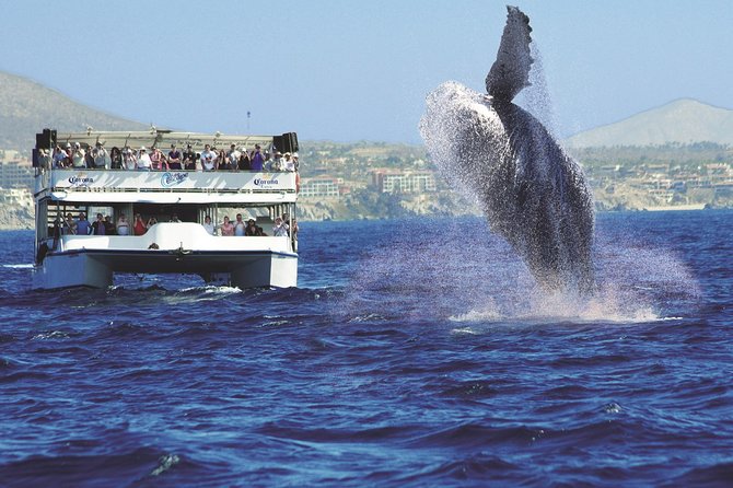 Los Cabos Whale Watching Cruise Including Breakfast - Should You Book This Whale Watching Cruise With Breakfast?