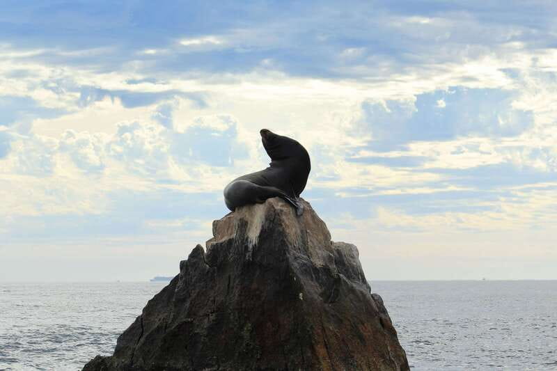 Los Cabos: Whale Watching (Transport and Pictures Included) - Who should go, and who should skip it