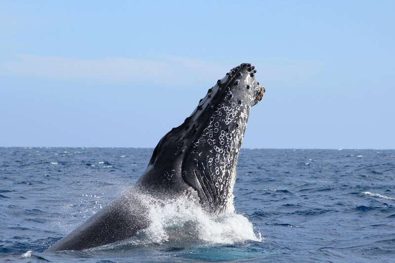 Los Cabos: Whale Watching (Transport and Pictures Included) - Safety briefing that actually helps you spot whales
