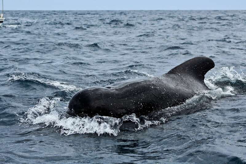 Los Cabos: Whale Watching (Transport and Pictures Included) - The included photos: a real value add, not a gimmick