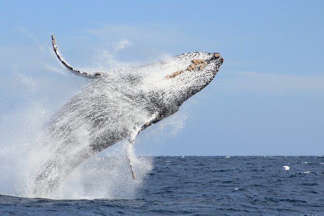 Los Cabos Whale Watching (Transportation and Pictures Included) - Key things that make this Cabo whale watch worth $90