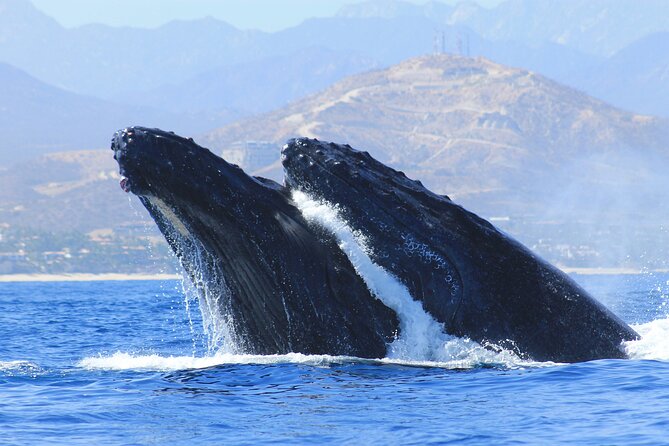 Los Cabos Whale Watching (Transportation and Pictures Included) - Entering the marina day: D Dock safety and the quick sighting briefing