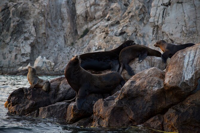 Los Cabos Whale Watching (Transportation and Pictures Included) - What the boat experience feels like, from life vests to photo support