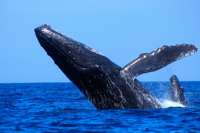 Los Cabos Whale Watching (Transportation and Pictures Included) - How long you will be out there, stop by stop