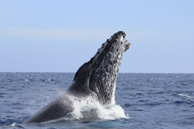 Los Cabos Whale Watching (Transportation and Pictures Included) - Who should book this whale watching tour