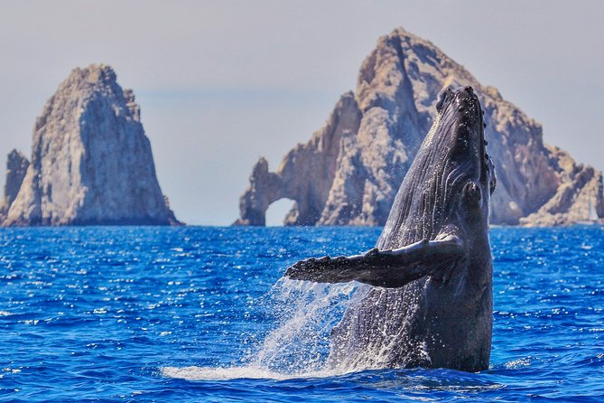 Luxury Catamaran Whale Watching Cabo San Lucas - Key Things That Make This Whale Tour Worth Your Time