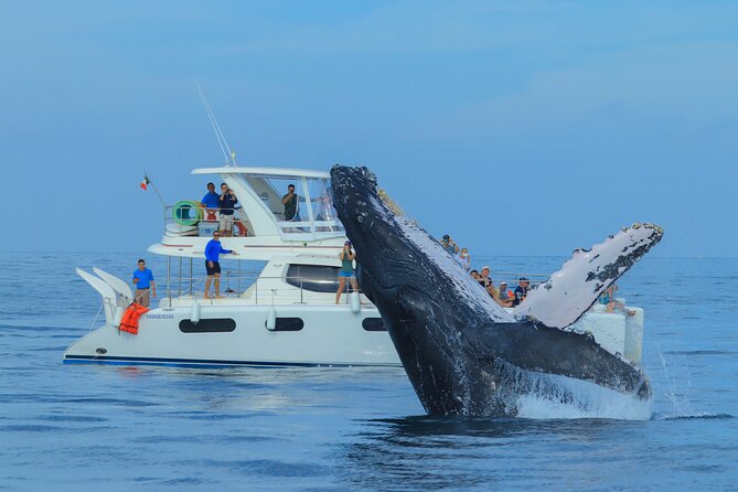 Luxury Catamaran Whale Watching Cabo San Lucas - Hotel Pickup, Then Cabo Marina Reality Check