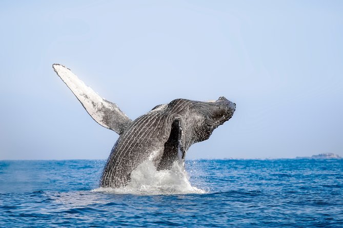 Luxury Catamaran Whale Watching Cabo San Lucas - Sea of Cortez Whale Singing: Hydrophone Moments and Real Hunting Time