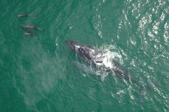 Luxury Catamaran Whale Watching Cabo San Lucas - Appetizers, Snacks, and the Drink Flow That Makes Waiting Feel Easy