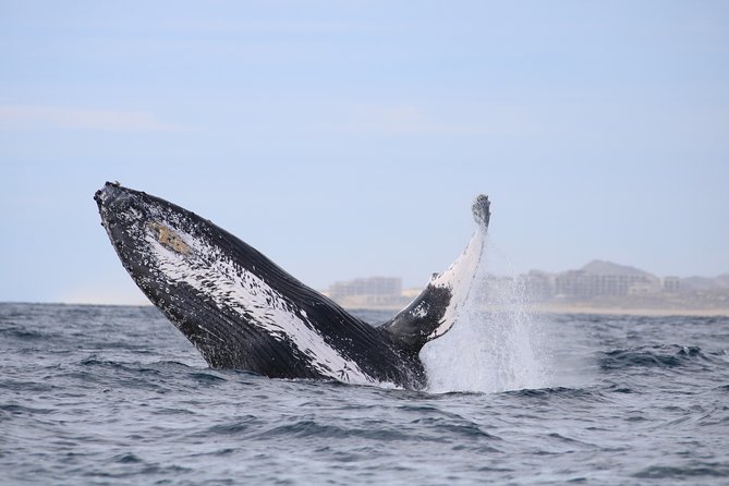 Luxury Catamaran Whale Watching Cabo San Lucas - How Likely Are You to See Humpbacks?