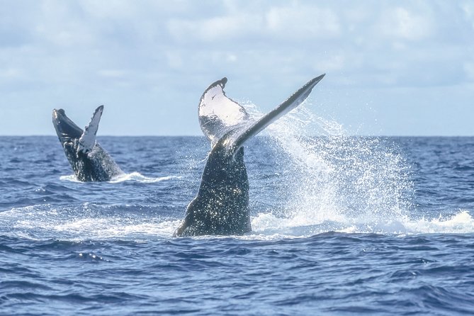 Luxury Catamaran Whale Watching Cabo San Lucas - Respectful Viewing: Why the Crew’s Whale Rules Matter