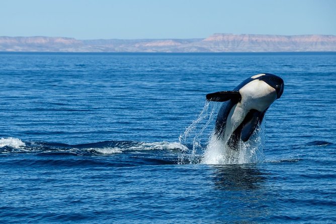 Luxury Catamaran Whale Watching Cabo San Lucas - Who This Tour Suits Best in Cabo San Lucas