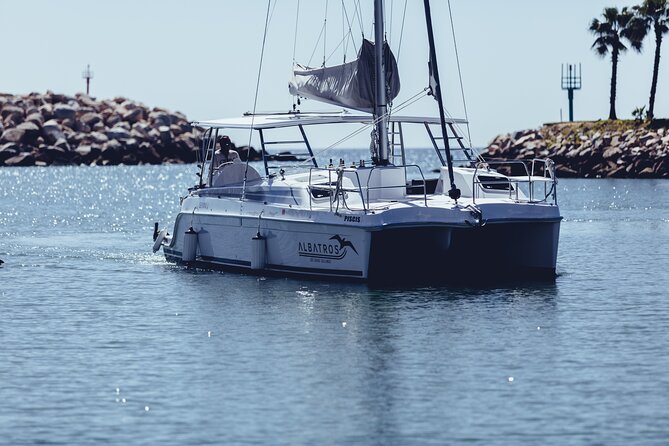 Luxury Snorkel Adventure in Cabo - Wildlife sightings: what might happen (and why it feels special)