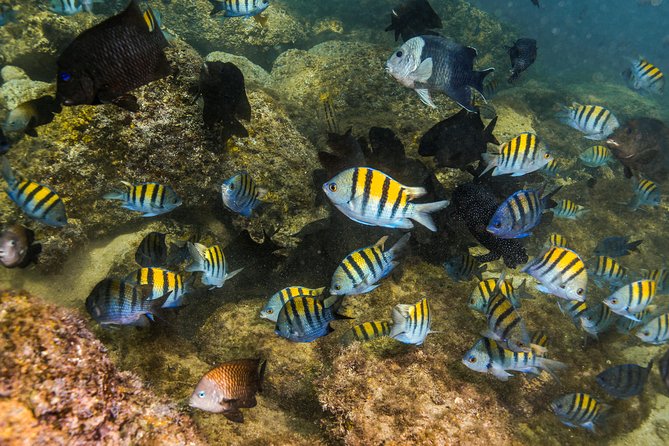Magical Cenote and Paradise Lagoon Snorkeling Adventure - Practical Packing Tips for Cold Water and Lagoon Rules
