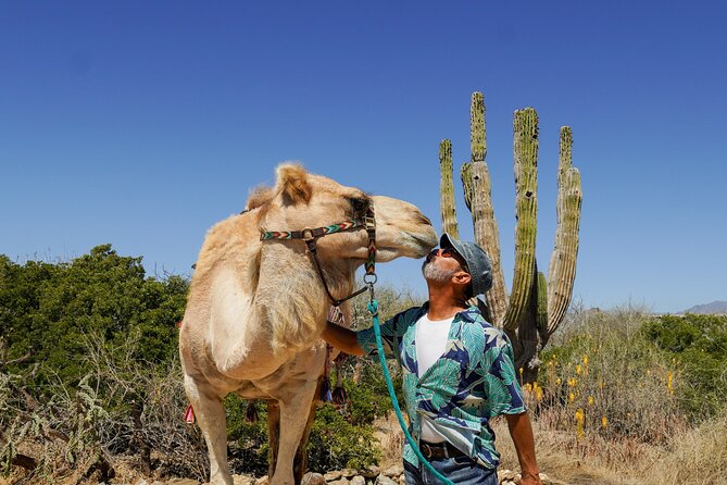 Magical Todos Santos Tour, Camel Ranch, Lunch and Tequila - Todos Santos Walking Time: Cobblestones, Art, and a Real Local Pace