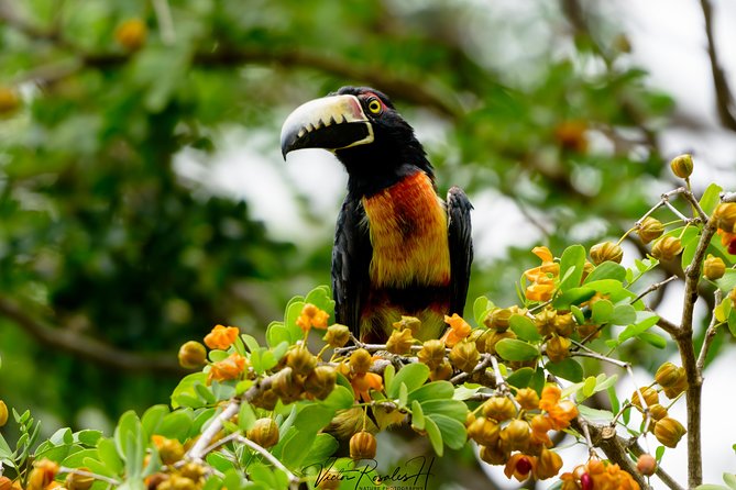 Mahahual and Costa Maya Birdwatching - Getting picked up in Mahahual, and why 7:00 am is the magic hour