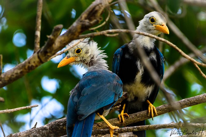 Mahahual and Costa Maya Birdwatching - Stop 1 at Playa Mahahual: where the day begins